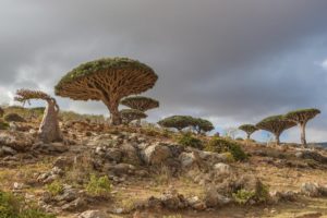 tree, Dracaena, Cinnabari, The, Island, Of, Socotra, Yemen