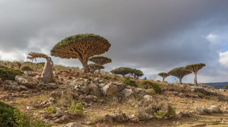 tree, Dracaena, Cinnabari, The, Island, Of, Socotra, Yemen HD Wallpaper Desktop Background