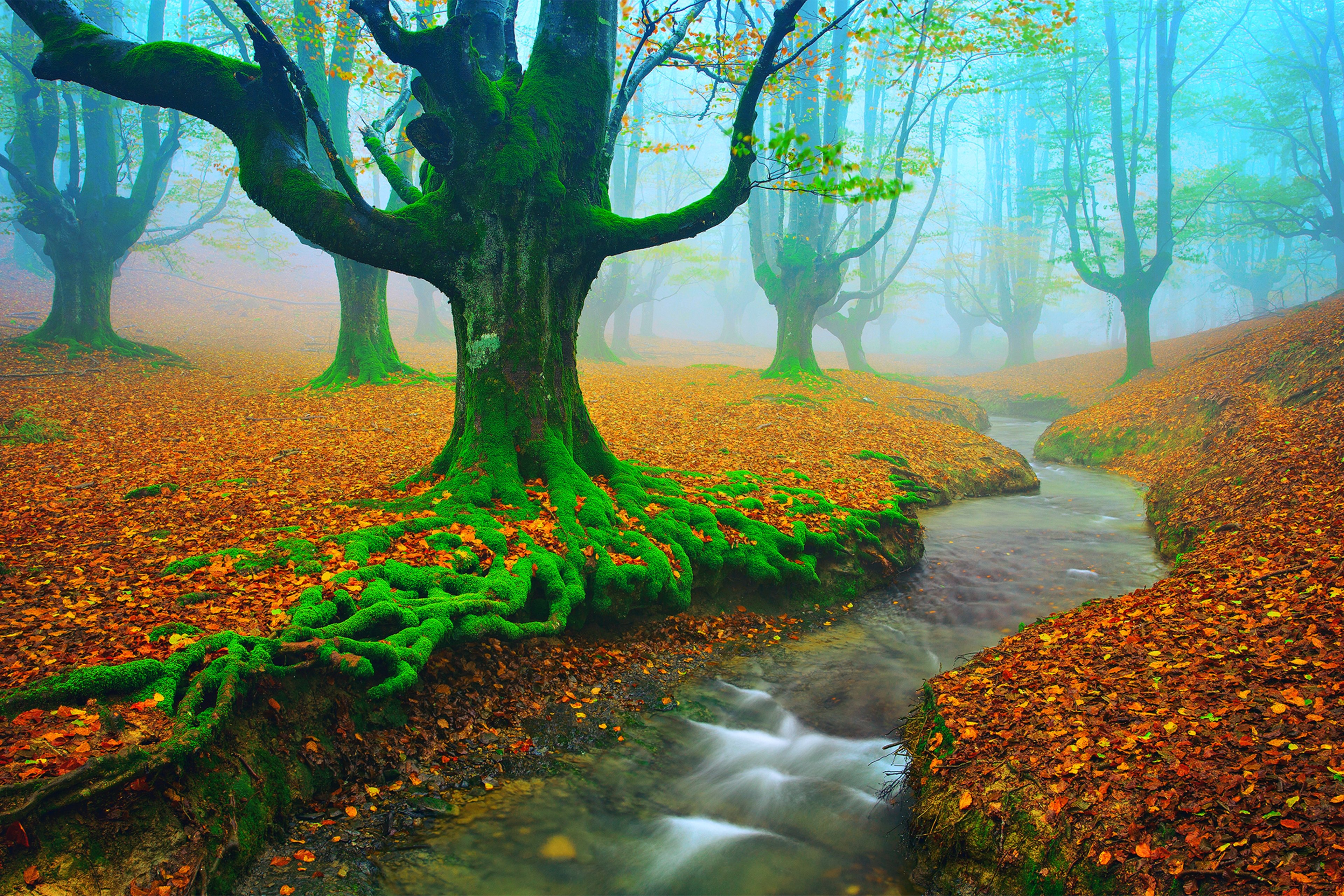 autumn, Spain, Rivers, Forest, Landscape, Fog, Nature, Water, Trees Wallpaper