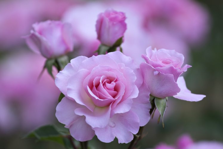 roses, Flowers, Garden, Love, Emotions, Romance, Nature, Love, Beauty HD Wallpaper Desktop Background