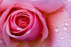 flowers, Wet, Water, Droplets, Roses