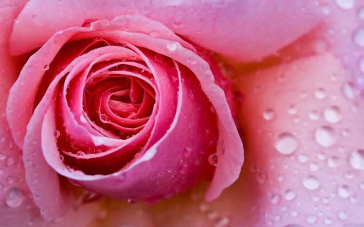 flowers, Wet, Water, Droplets, Roses HD Wallpaper Desktop Background