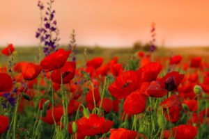nature, Flowers, Red, Flowers, Poppies