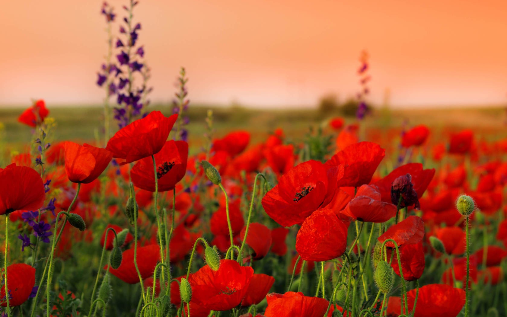 nature, Flowers, Red, Flowers, Poppies Wallpaper