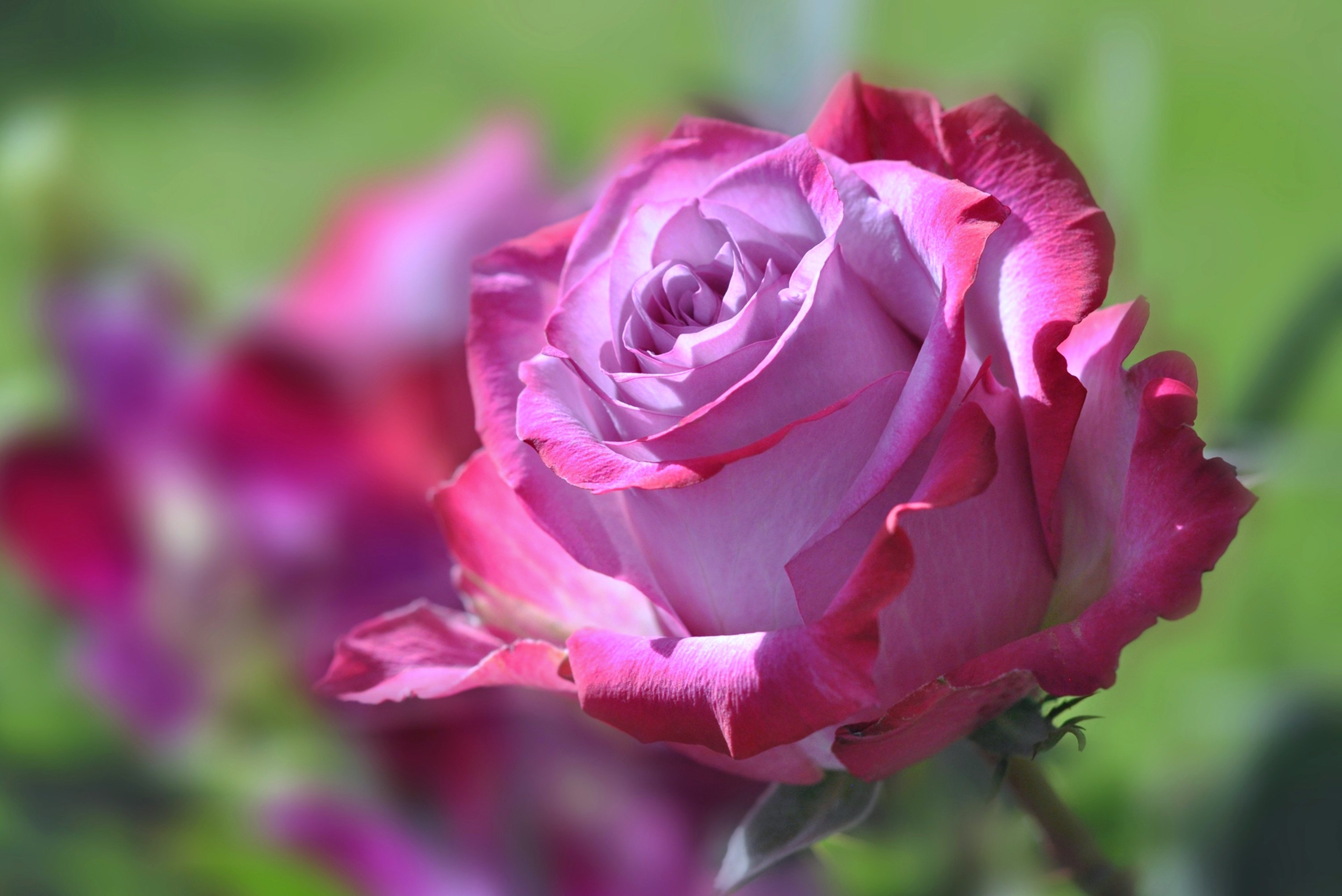 rose, Flowers, Spring, Nature, Landscape, Love, Emotions, For, Beauty Wallpaper