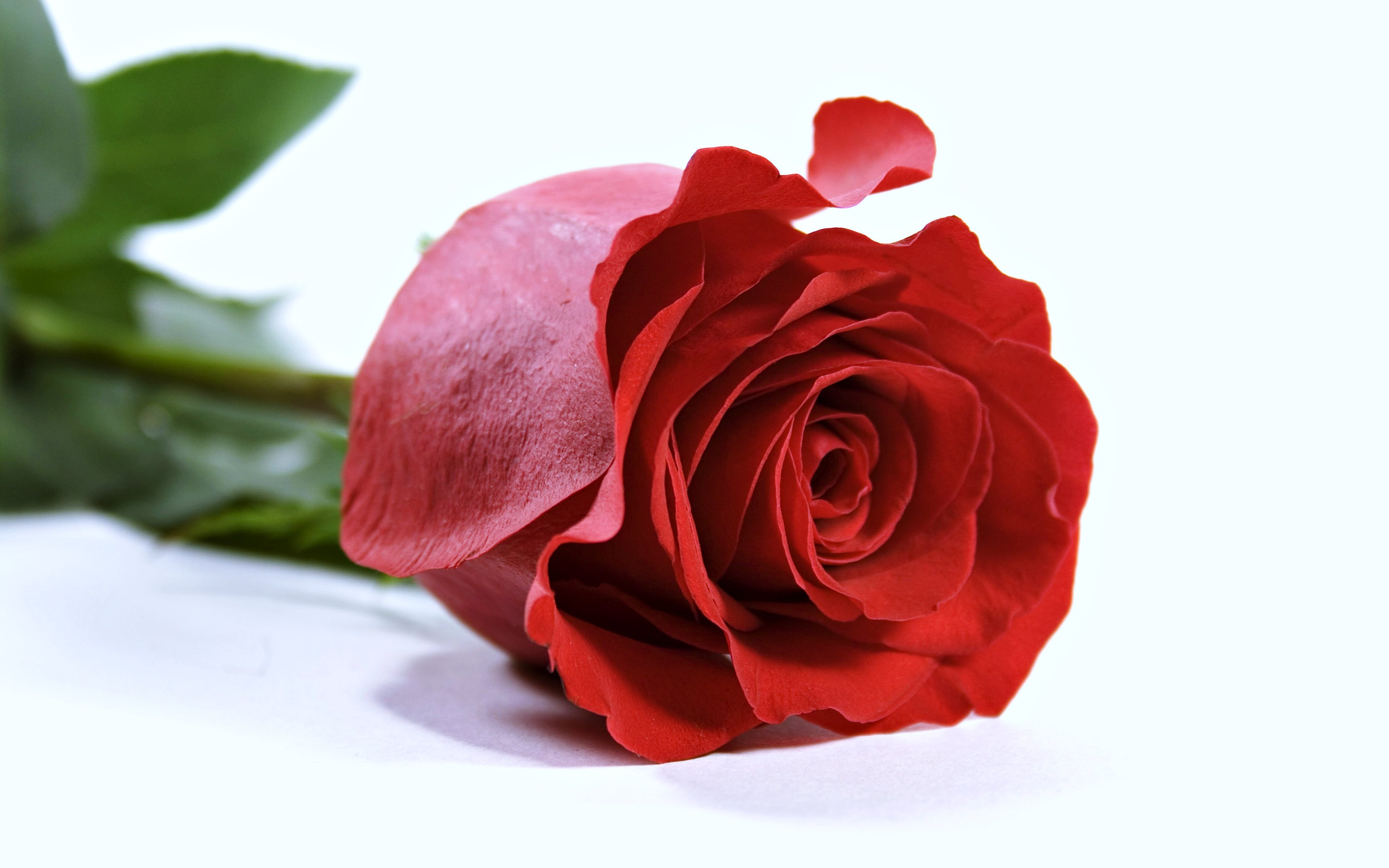 rose, Flowers, Garden, Spring, Rain, Drops, Red, Love, Romance, Emotions, Life, Nature Wallpaper