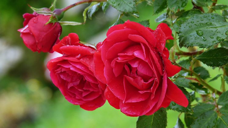 roses, Flowers, Garden, Spring, Rain, Drops, Red, Love, Romance ...