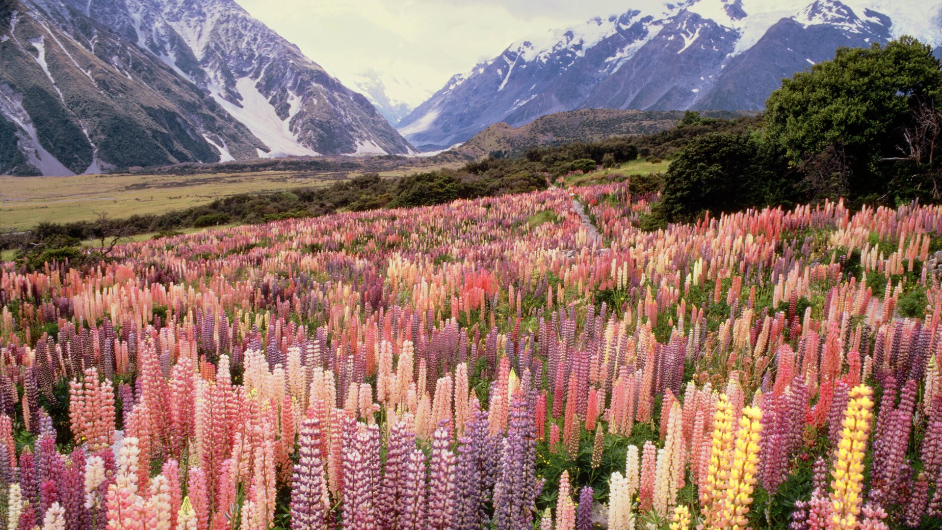 landscapes, Flowers, New, Zealand, National, Park, Mount, Lupine Wallpaper
