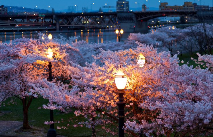 trees, Cityscapes, Night, Lights, Bridges, Spring,  season , Parks, Rivers HD Wallpaper Desktop Background