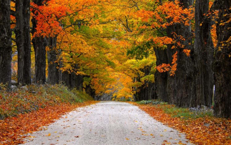 autumn, Nature, Path, Leaves, Mountain, Fall, Colorful, Trees, Road HD Wallpaper Desktop Background