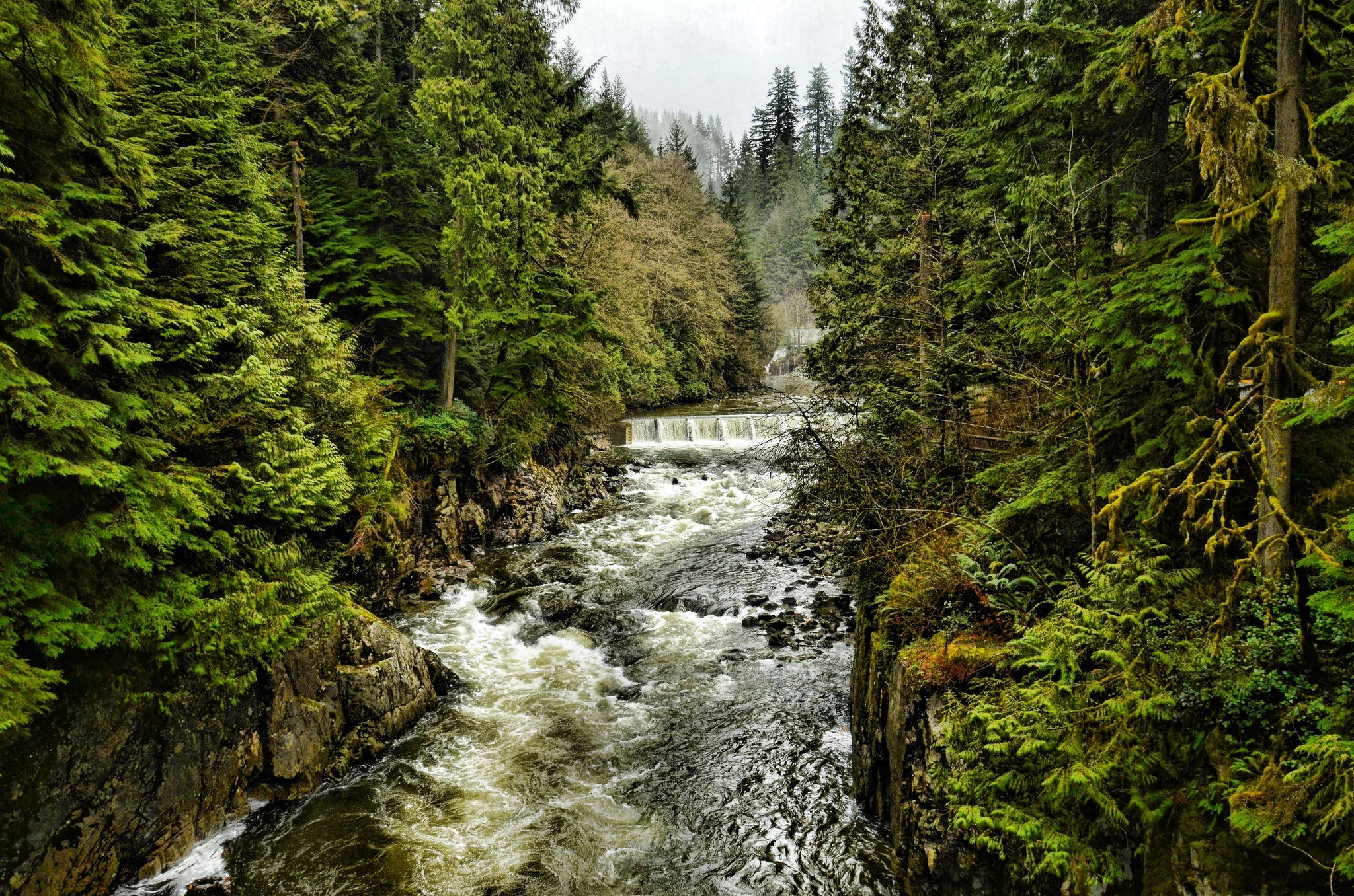 river, Trees, Forest, North, Vancouver, British, Columbia, Canada, North, Vancouver, Nature, Canada, British, Columbia, Forest, Trees, Cleveland, Dam Wallpaper