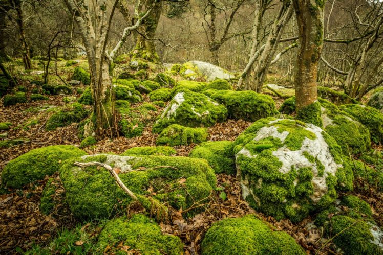 stones, Moss, Leaves, Trees, Glendalough, Ireland, Upper, Lake, Glendalough, Forest HD Wallpaper Desktop Background