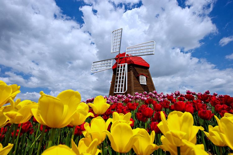 nature, Windmill, Sky, Clouds, Spring, Flowers, Tulips, Nature, Landscaps, Roses, Red, Yellow, Beauty HD Wallpaper Desktop Background