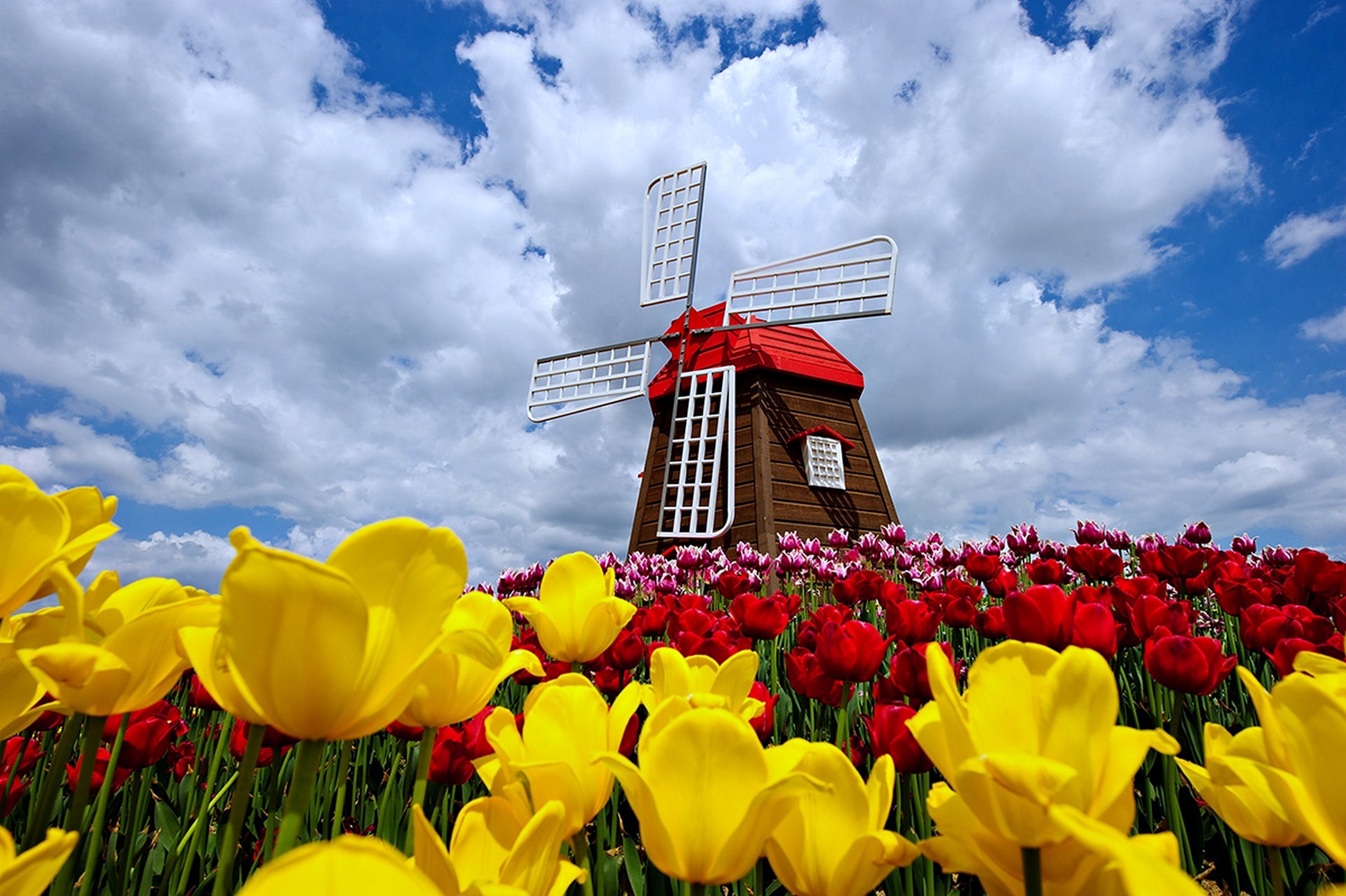 nature, Windmill, Sky, Clouds, Spring, Flowers, Tulips, Nature, Landscaps, Roses, Red, Yellow, Beauty Wallpaper