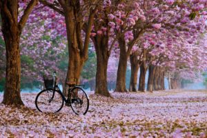 spring, Bike, Trees, Flowers, Roses, Nature, Landscapes, Leaves, Bicycle, Romantic, Emotions