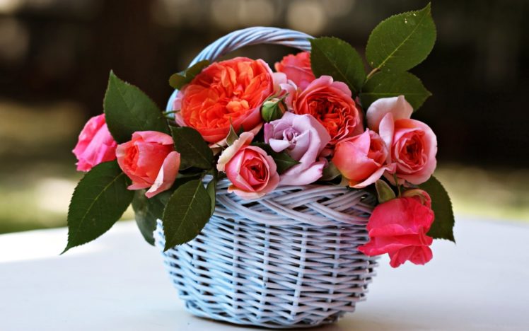 basket, Beauty, Emotions, Flowers, Gardens, Life, Love, Nature, Romance, Roses, Spring HD Wallpaper Desktop Background