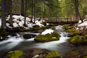 winter, Snow, Stream, River, Trees, Forest, Moss, Rocks, Stones, Bridge