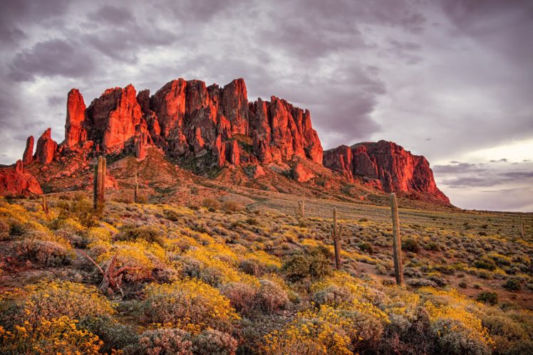 mountains, Desert, Flowers, Cactus, Apache, Junction, State, Of, Arizona, Superstition, Mountains HD Wallpaper Desktop Background
