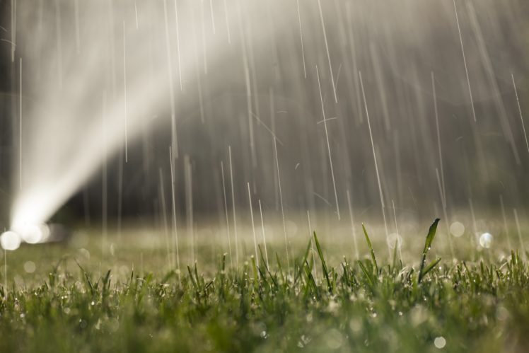 water, Grass, Drops, Dew, Grass HD Wallpaper Desktop Background