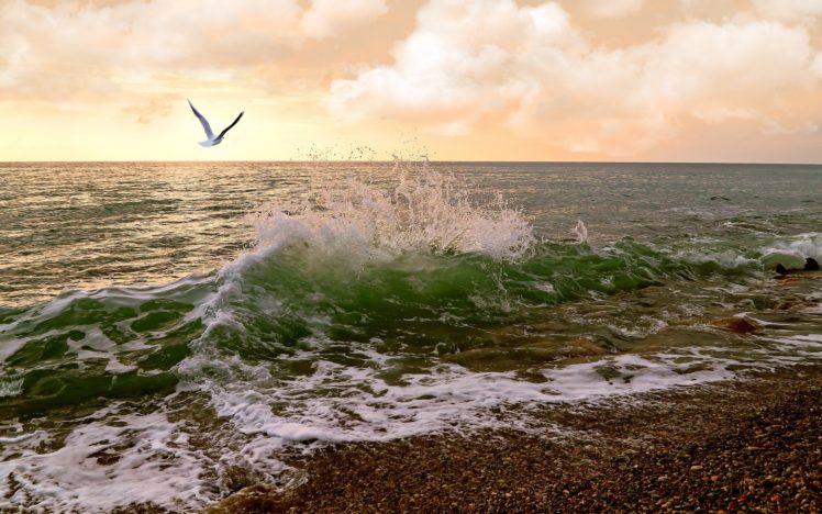 waves, Sea, Sunset, Birds, Ocean HD Wallpaper Desktop Background