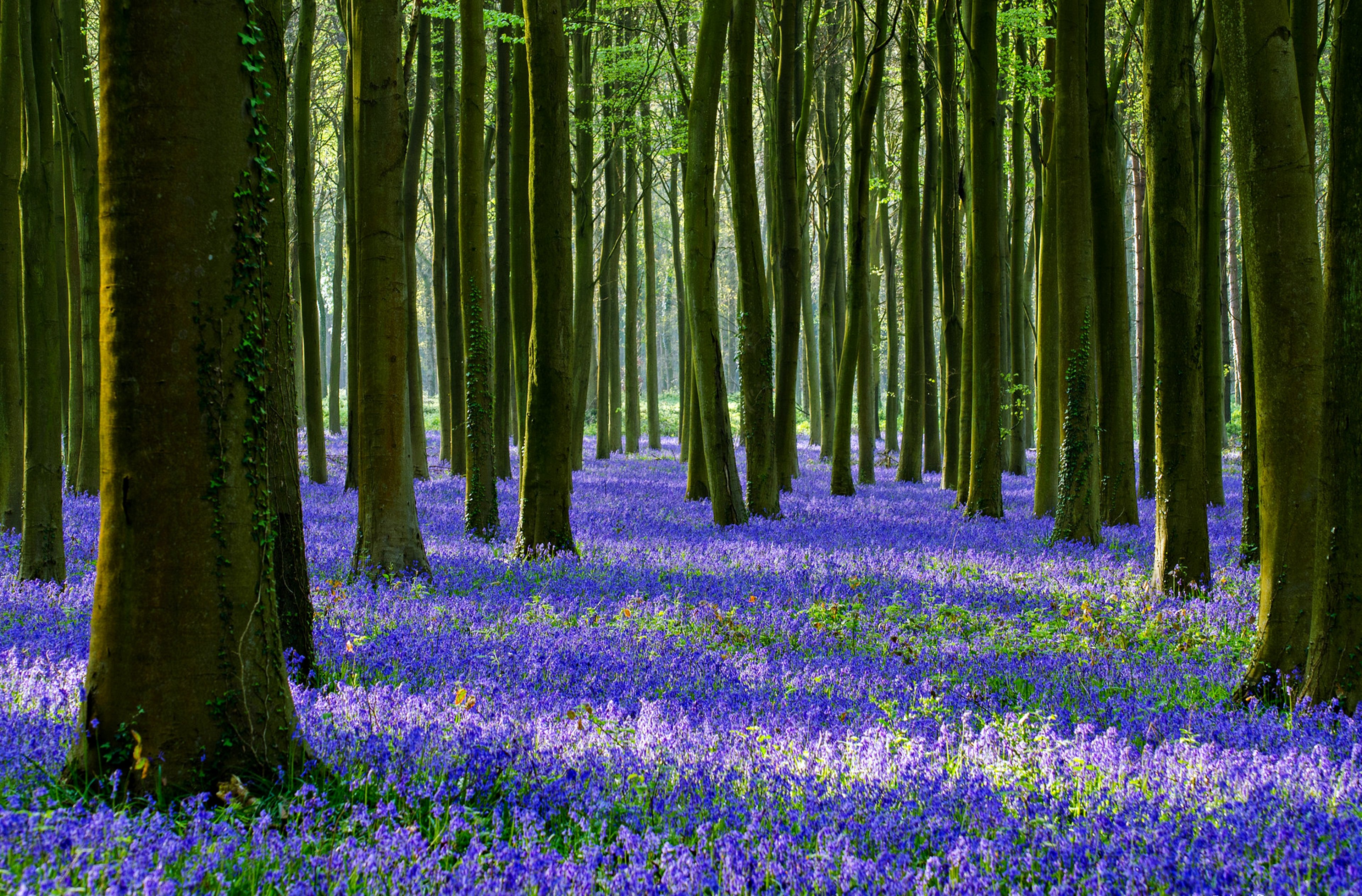 flowers, Fields, Trees, Forest, Jungle, Spring, Nature, Landscapes, Earth Wallpaper