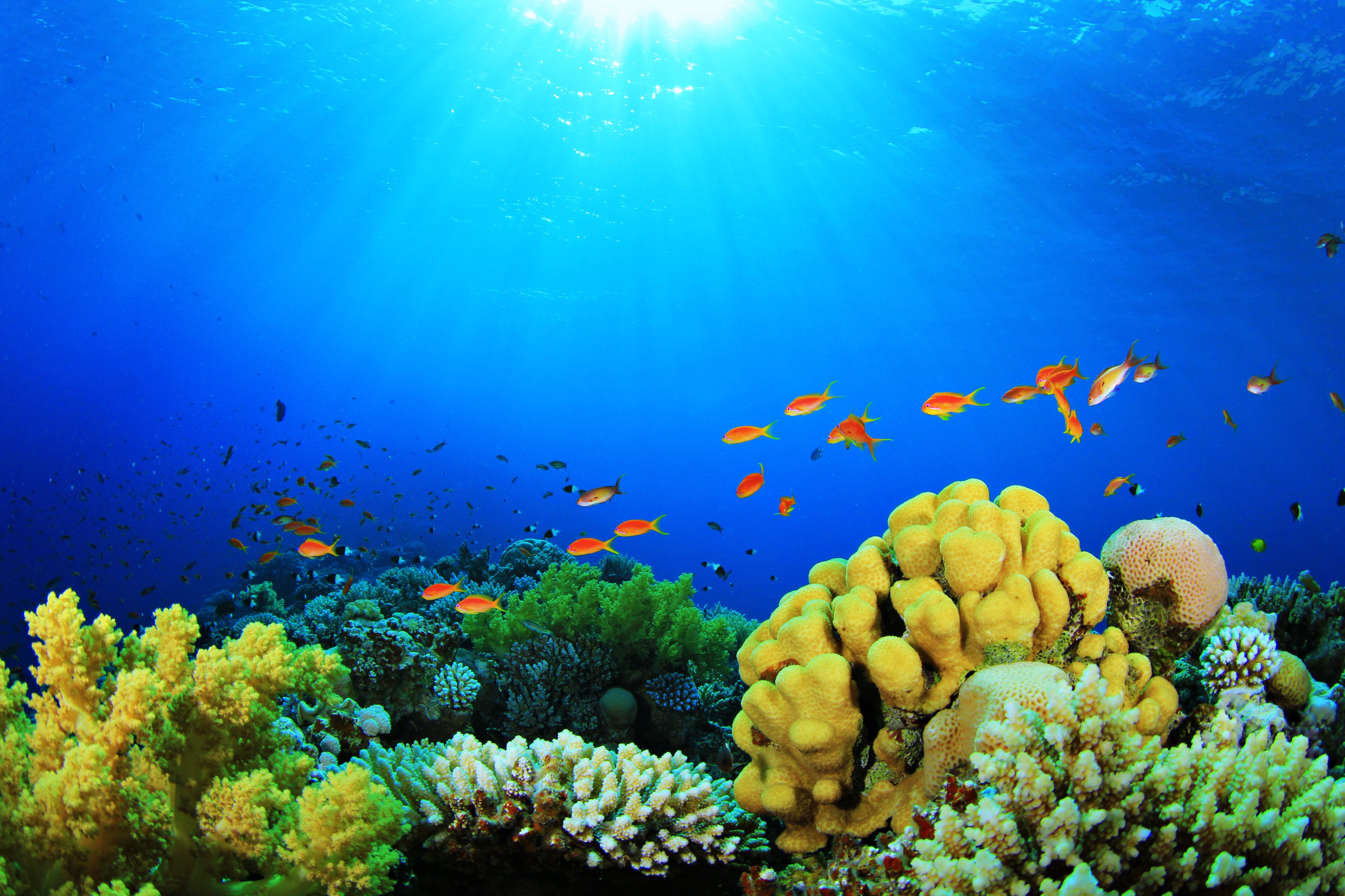 sea, Fish, Depths, Aquarium, Nature, Colors, Plants, Coral, Algae, Sun Wallpaper