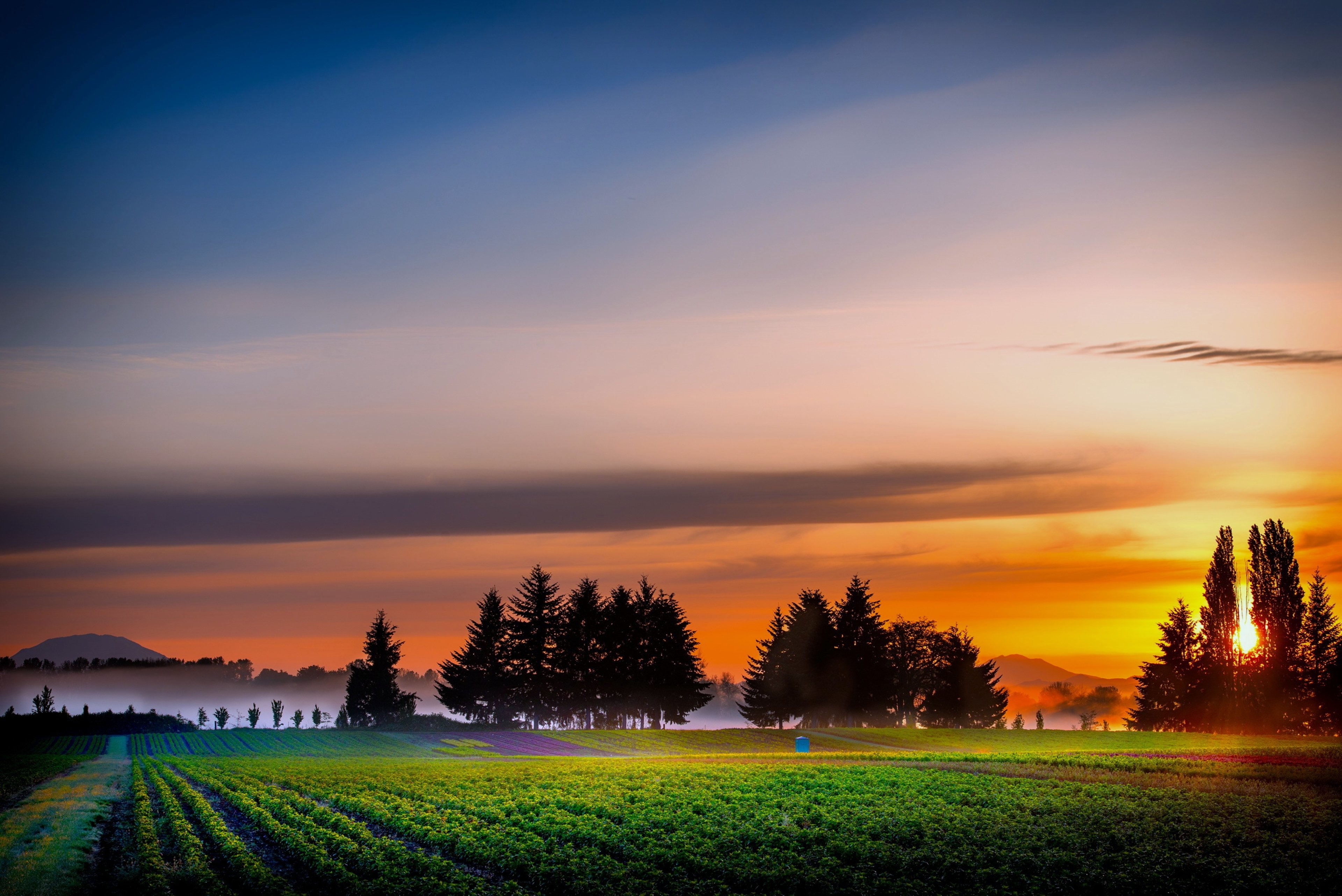 fields, Trees, Plants, Sunrise, Nature, Fog, Countryside, Sky, Clouds, Earth, Agriculture Wallpaper