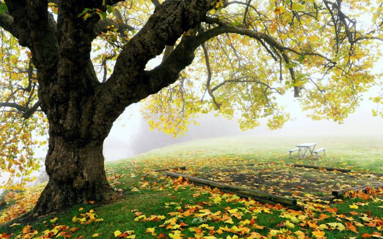 autumn, Leaves, Trees, Grass, Park, Gardens, Fog, Nature, Landscapes, Earth, Hills HD Wallpaper Desktop Background
