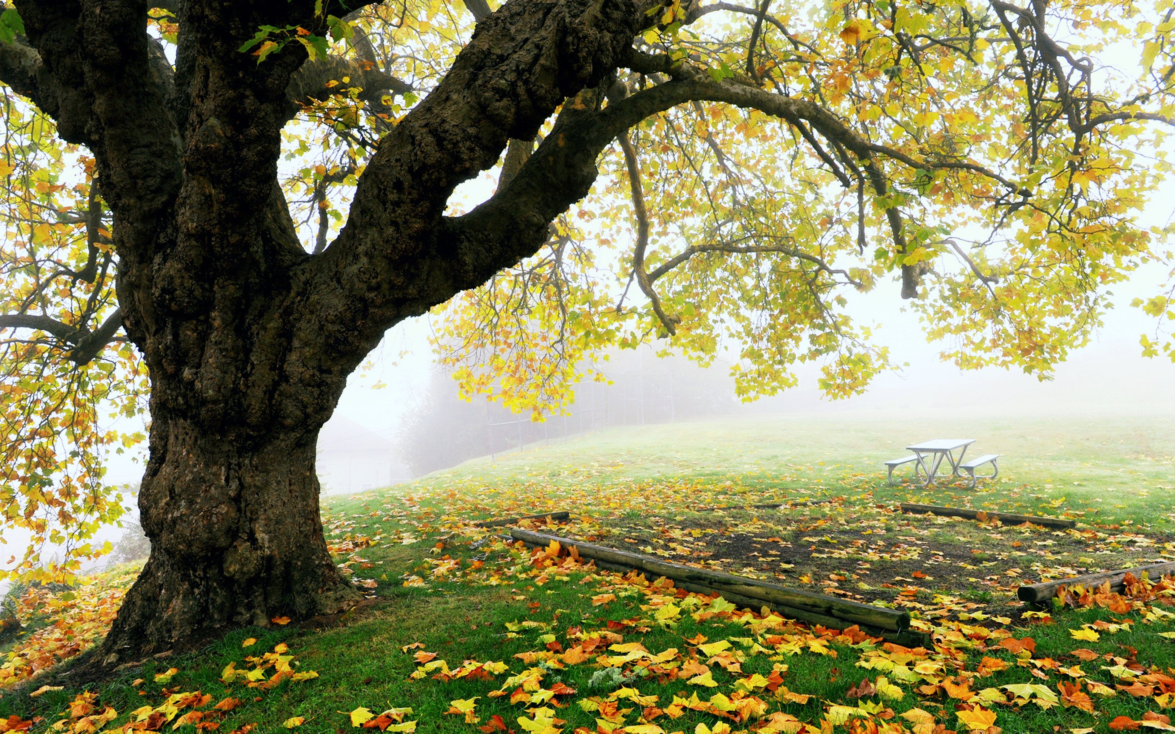 autumn, Leaves, Trees, Grass, Park, Gardens, Fog, Nature, Landscapes, Earth, Hills Wallpaper