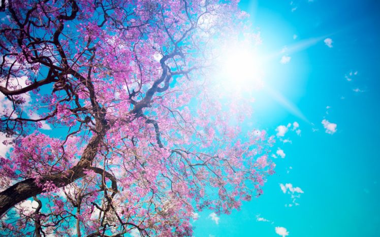 nature, Bloom, Beauty, Pink, Tree, Beautiful, Tree, Blossom, Sun, Petals,  Blue, Sky, Dazzling Wallpapers HD / Desktop and Mobile Backgrounds
