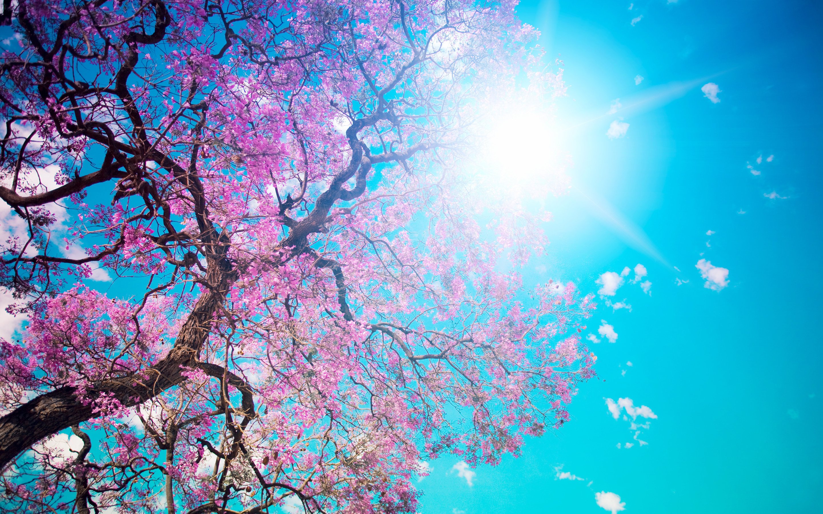 nature, Bloom, Beauty, Pink, Tree, Beautiful, Tree, Blossom, Sun, Petals, Blue, Sky, Dazzling Wallpaper