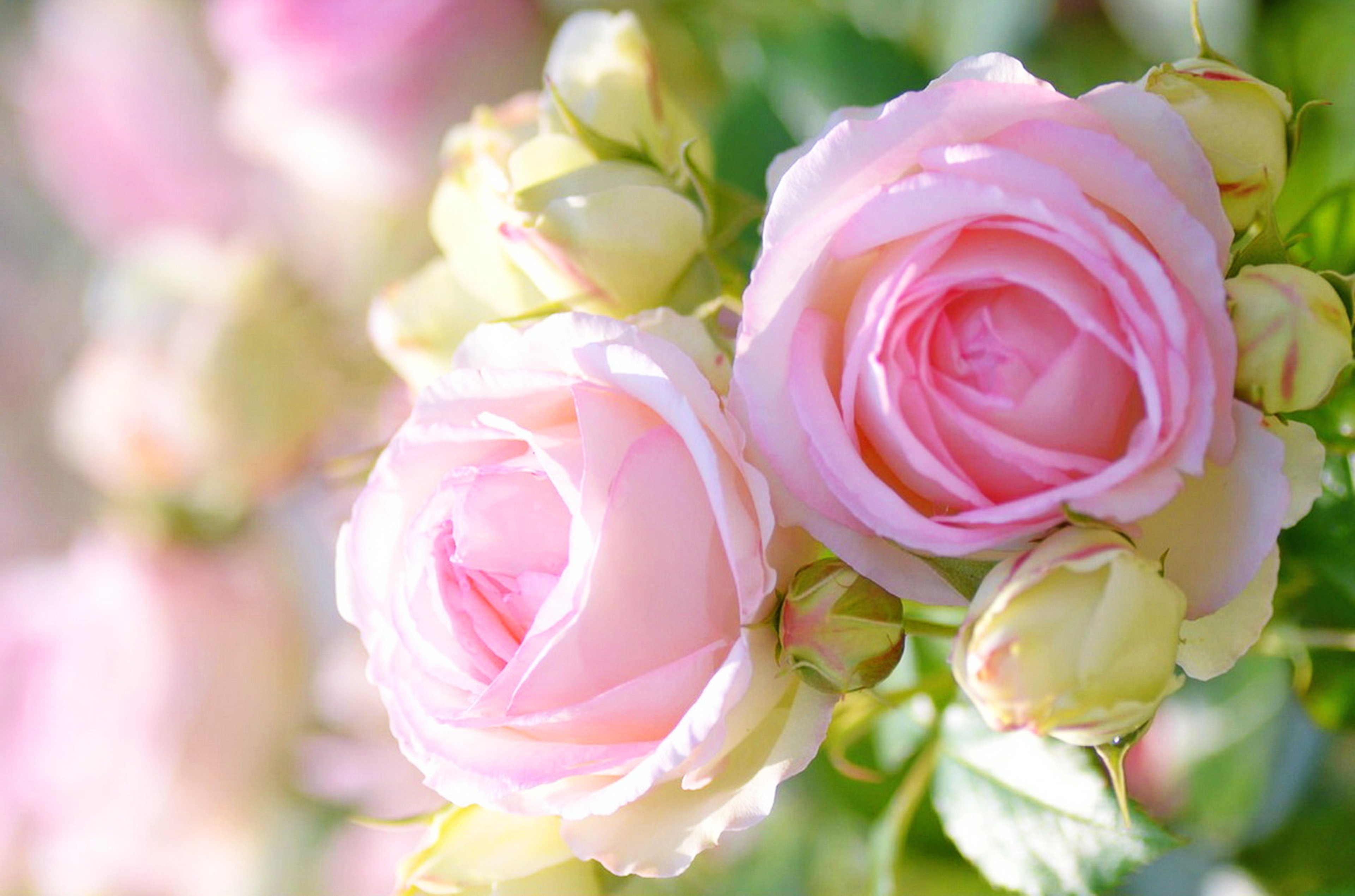flowers, Roses, Nature, Spring, Gardens, Landscape, Nature, Earth Wallpaper