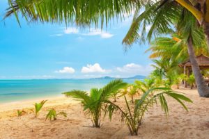 sand, Ocean, Palm, Trees