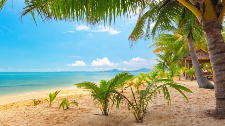 sand, Ocean, Palm, Trees HD Wallpaper Desktop Background