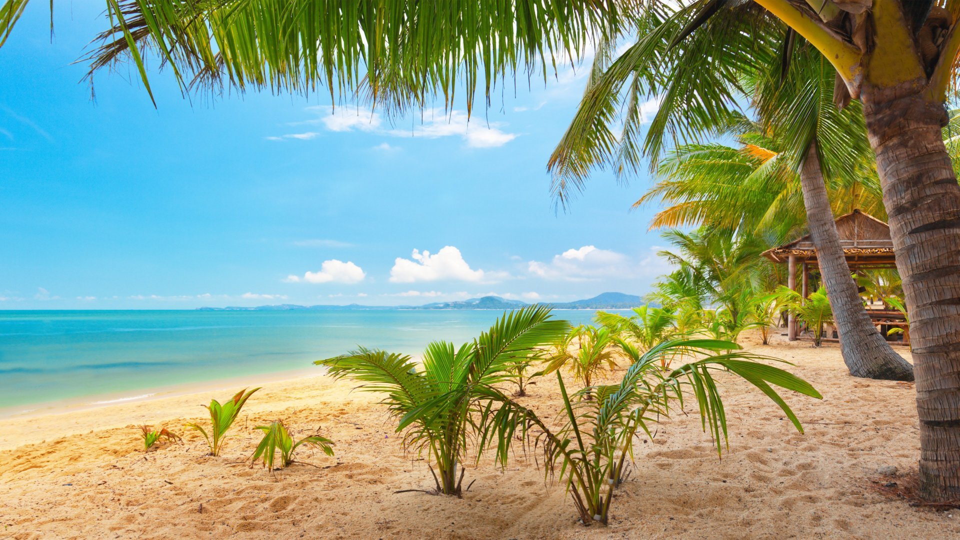 sand, Ocean, Palm, Trees Wallpaper
