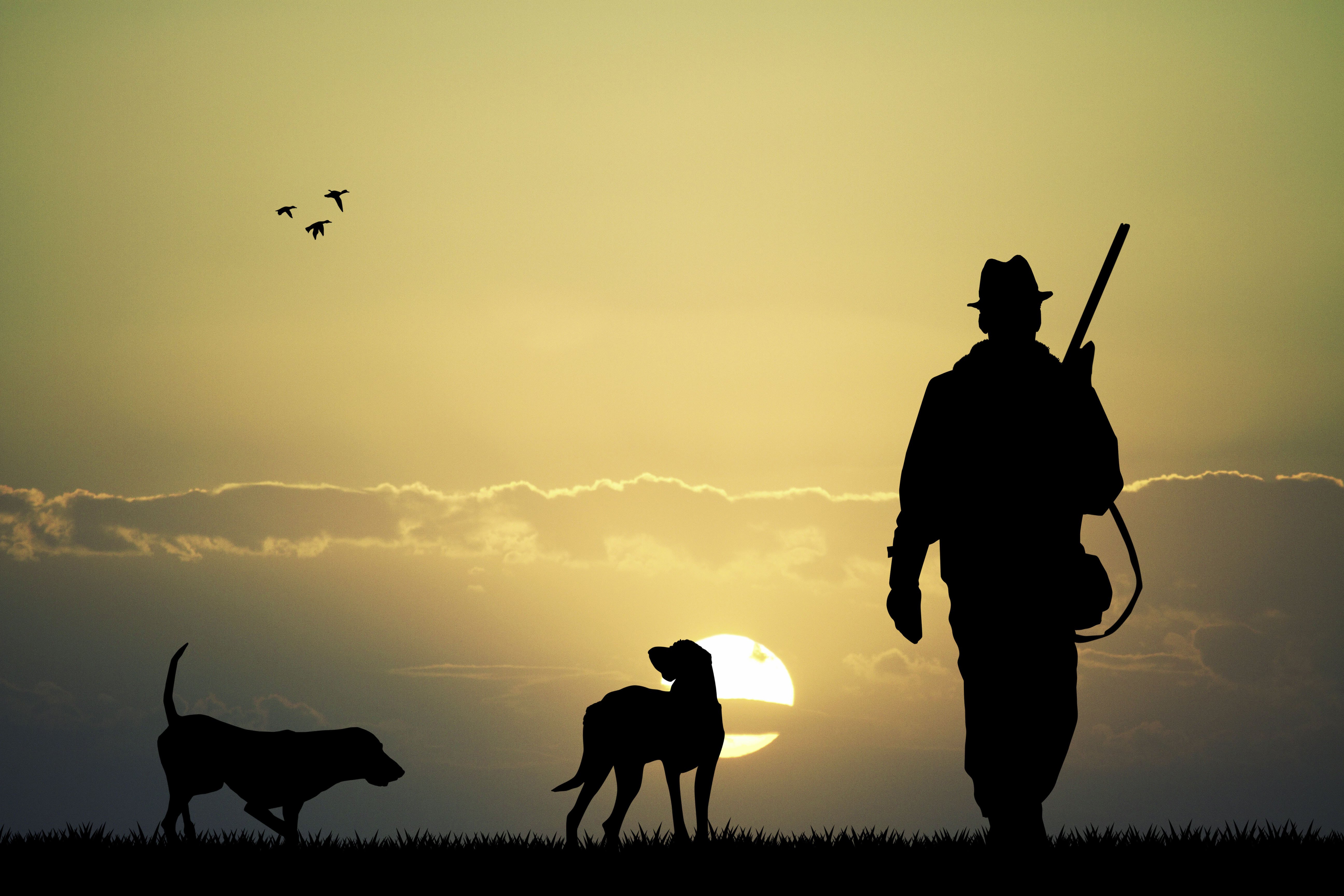 hunter, Dogs, Sunset, Sky, Clouds, Nature, Landscapes, Hunting, Gun, Shoot, Birds Wallpaper