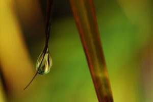 green, Nature, Wall, Leaves, Grass, Water, Droplets, Macro, Flora, Floral