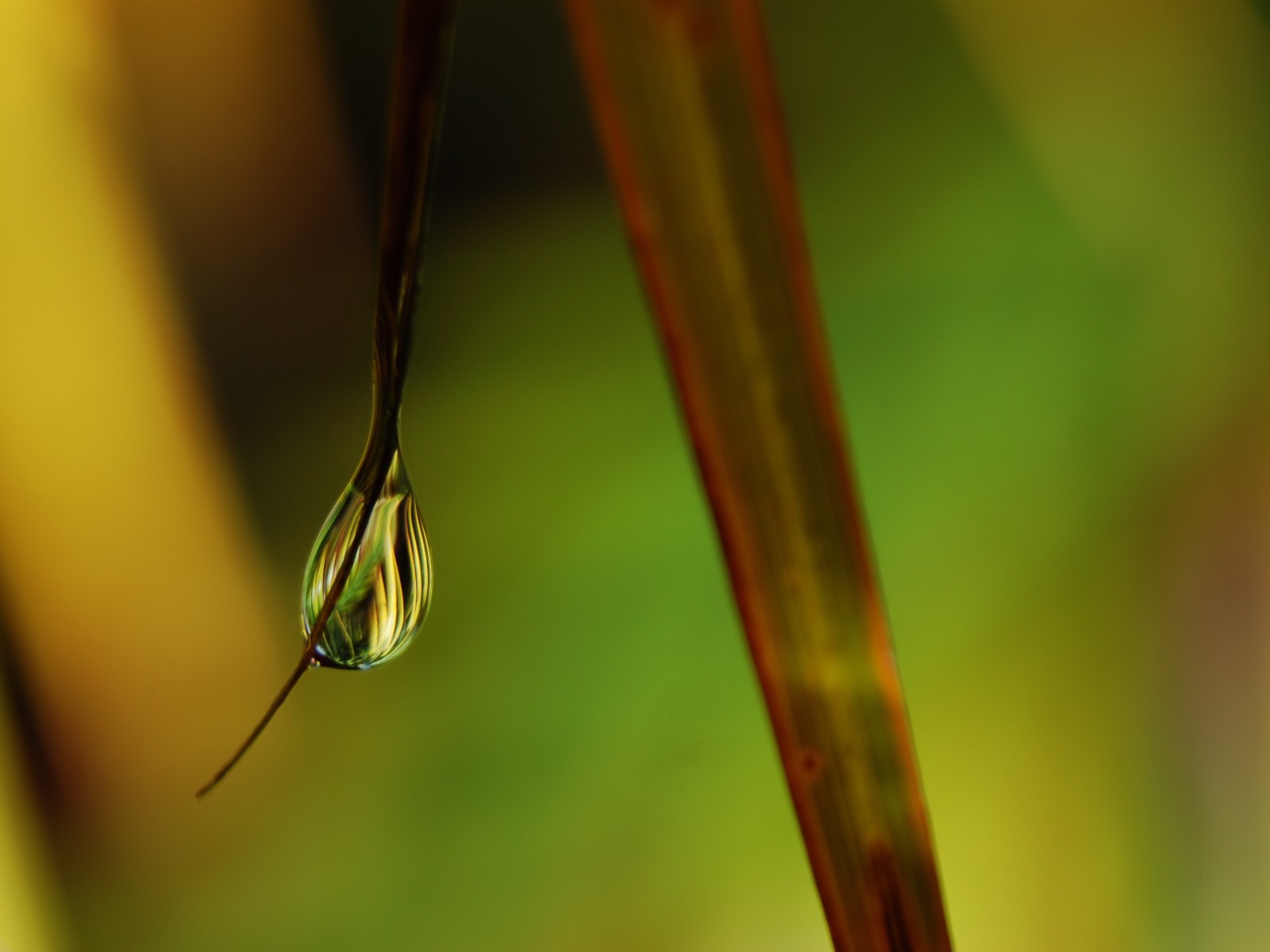 green, Nature, Wall, Leaves, Grass, Water, Droplets, Macro, Flora, Floral Wallpaper