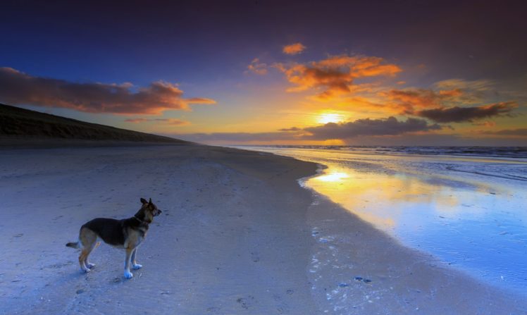 dog, Beaches, Sea, Ocean, Sunset, Sky, Clouds, Beauty, Romantic, German, Shepherd HD Wallpaper Desktop Background