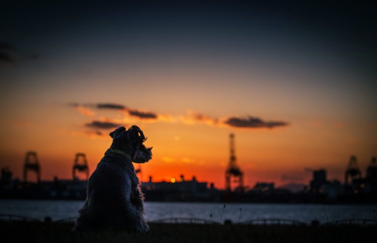 dogs, Sunset, City, Calm, Quiet, Sky, Sea, Rivers, Nature, Landscapes HD Wallpaper Desktop Background