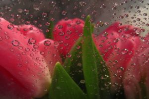 beauty, Tulips, Flower, Drops, Rain