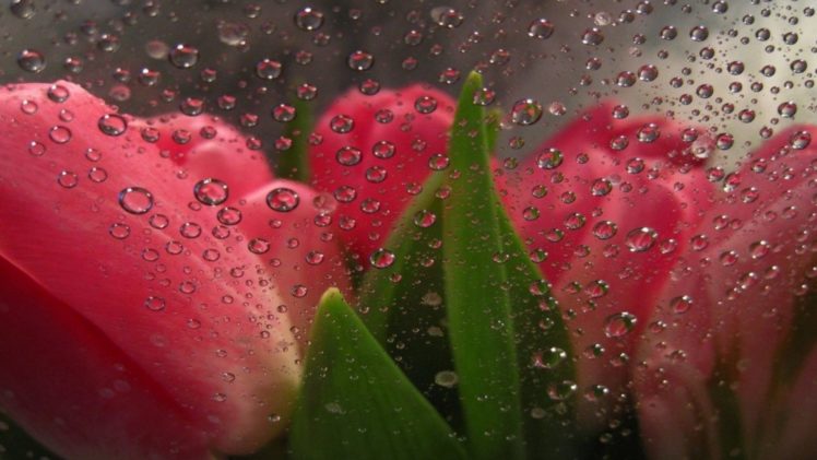 beauty, Tulips, Flower, Drops, Rain HD Wallpaper Desktop Background