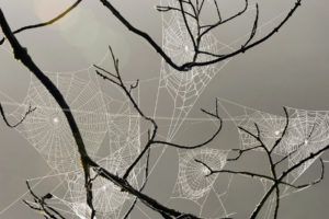 spiderweb, Webs, Insects, Drops, Dew, Macro