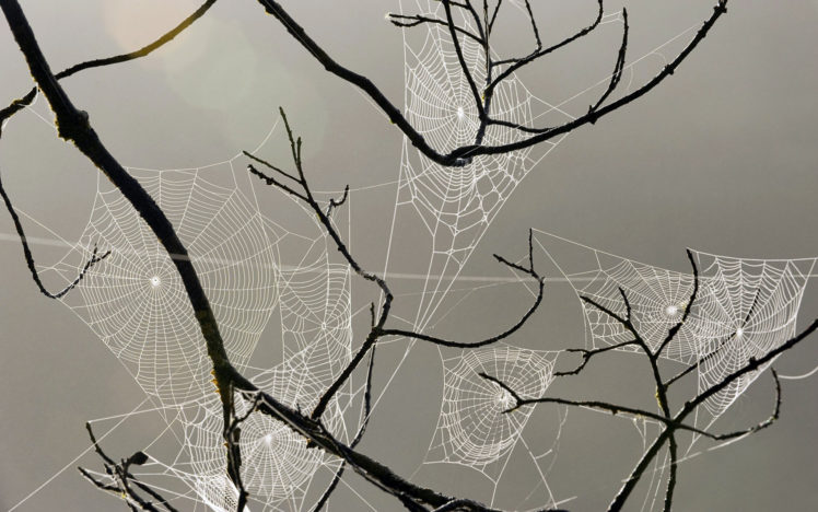 spiderweb, Webs, Insects, Drops, Dew, Macro HD Wallpaper Desktop Background