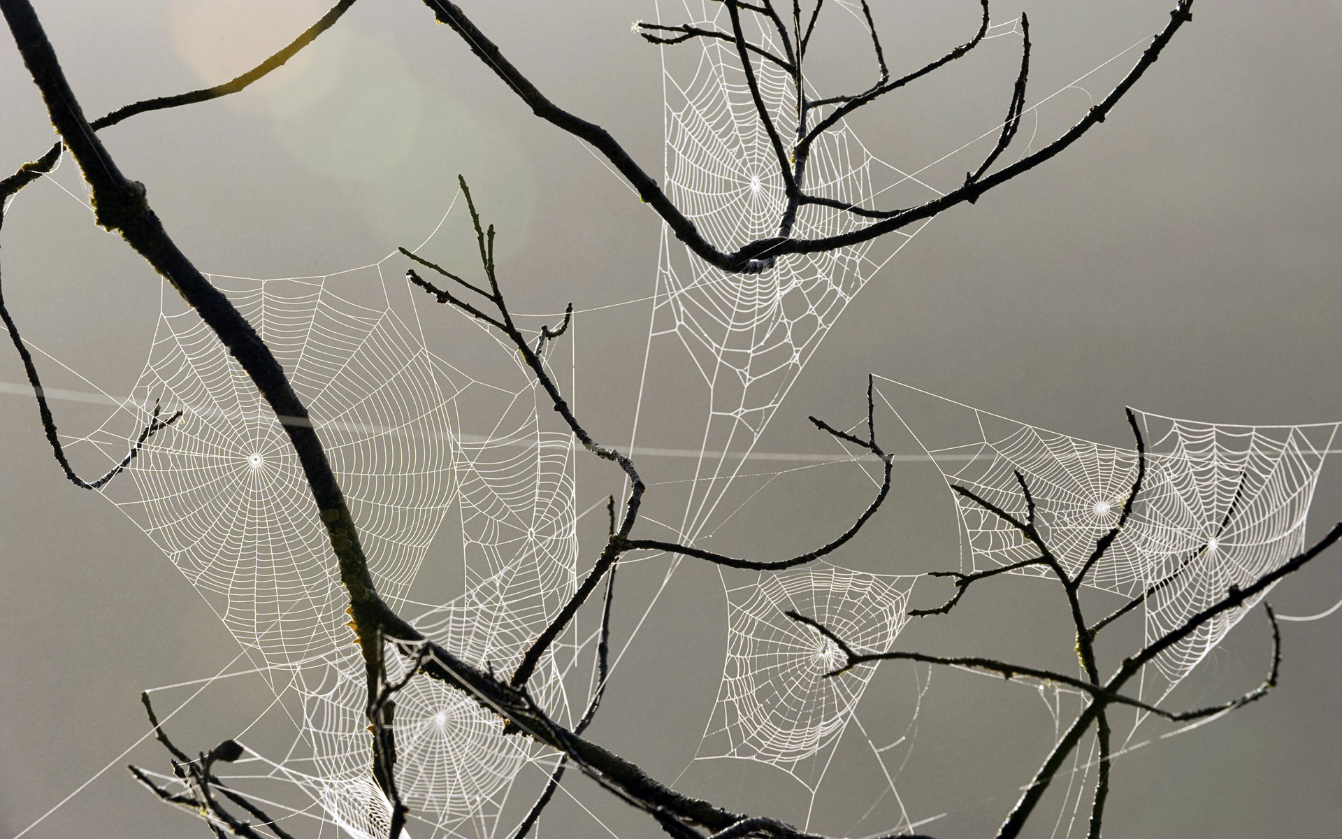 spiderweb, Webs, Insects, Drops, Dew, Macro Wallpaper