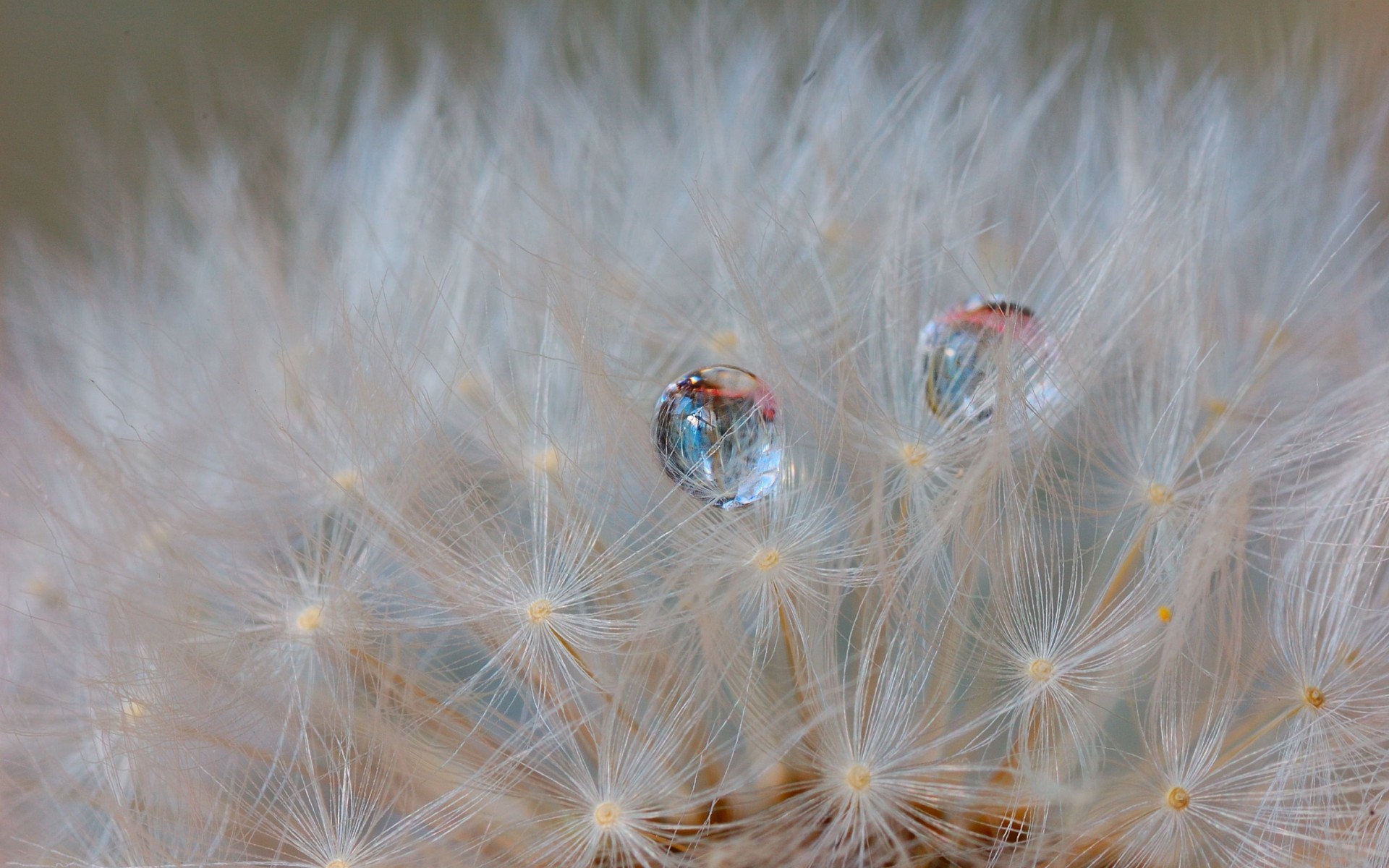 dandelion, Down, Drop, Reflection Wallpaper