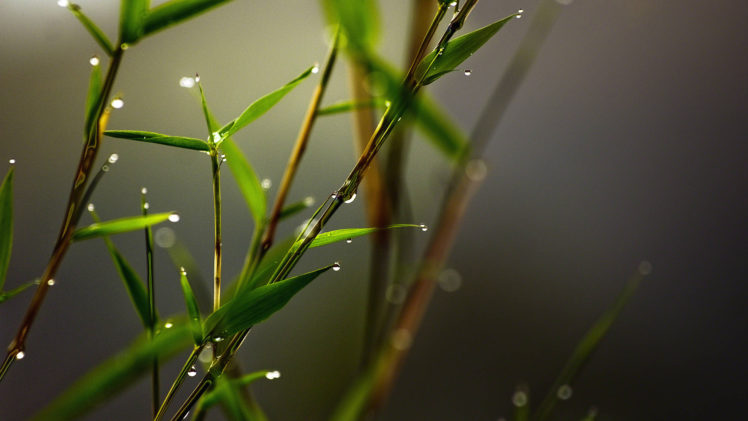 water, Drops, Macro, Leaves HD Wallpaper Desktop Background