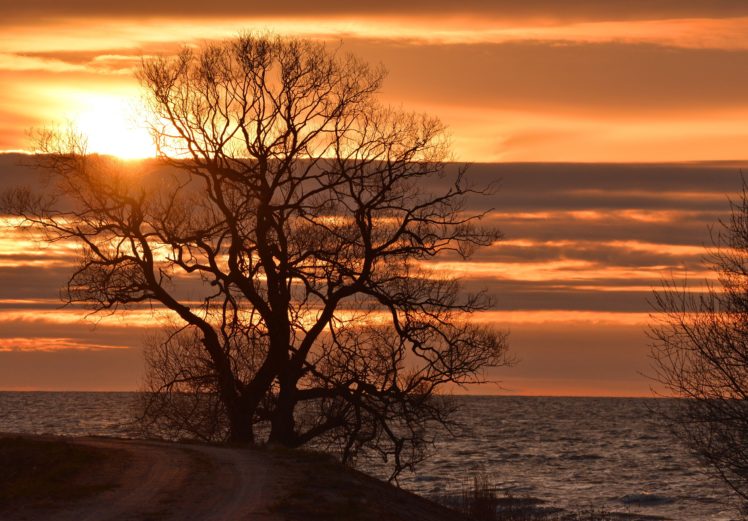 spring, Evening, Bay, Road, Tree, Sun, Dawn, Ocean, Sea, Sunset HD Wallpaper Desktop Background