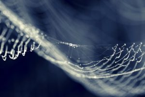 spider, Net, Dew, Drops