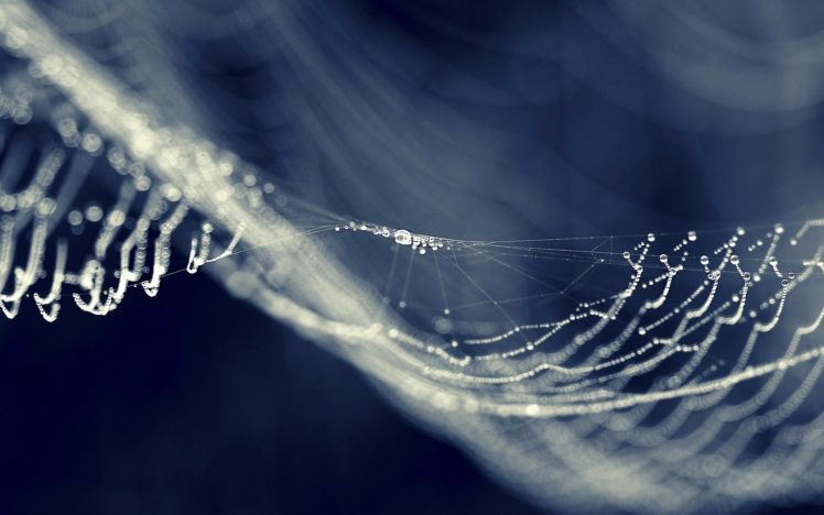 spider, Net, Dew, Drops HD Wallpaper Desktop Background